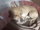 Diana cerca casa: appello da Bibiana per una dolcissima cagnolina Diana cerca casa: appello da Bibiana per una dolcissima cagnolina