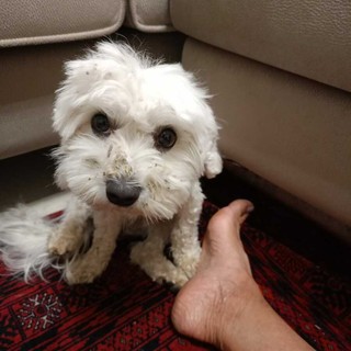 QUATTROZAMPE / Ducky è tornato a casa: il piccolo maltese ritrova la strada dopo due giorni di fuga