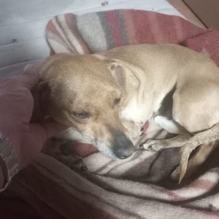 Diana cerca casa: appello da Bibiana per una dolcissima cagnolina Diana cerca casa: appello da Bibiana per una dolcissima cagnolina
