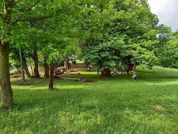 Un bosco di Dronero, immagine di repertorio