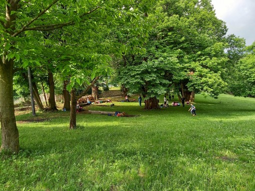 Un bosco di Dronero, immagine di repertorio