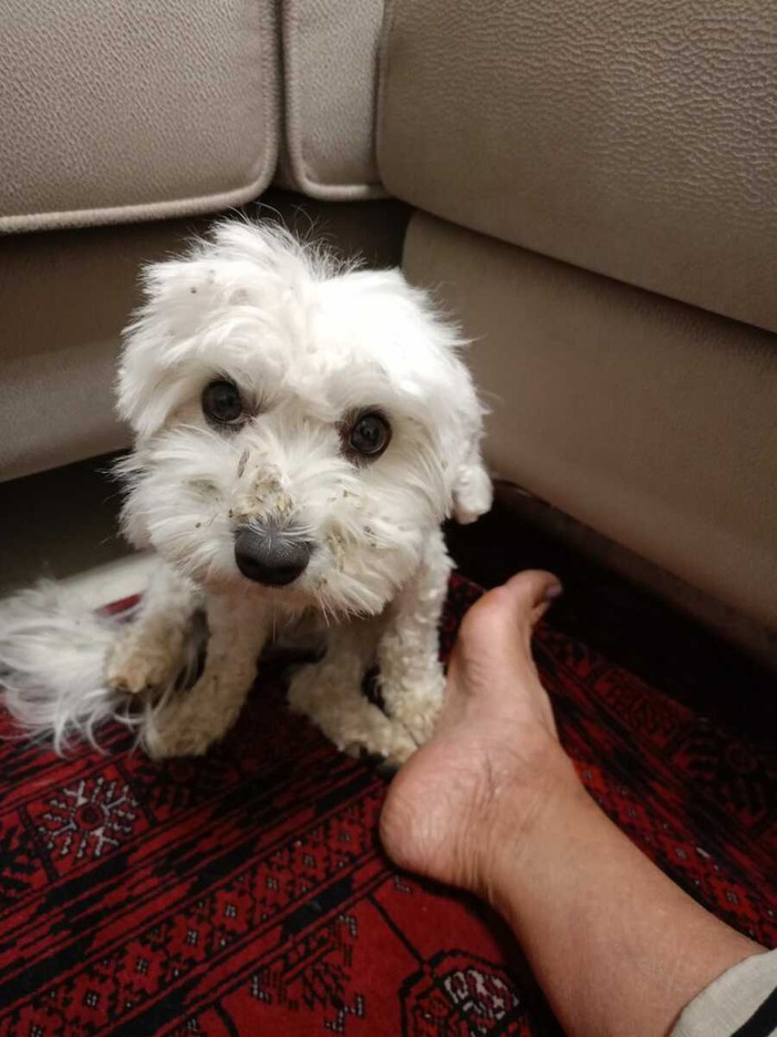 QUATTROZAMPE / Ducky è tornato a casa: il piccolo maltese ritrova la strada dopo due giorni di fuga QUATTROZAMPE / Ducky è tornato a casa: il piccolo maltese ritrova la strada dopo due giorni di fuga