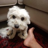 QUATTROZAMPE / Ducky è tornato a casa: il piccolo maltese ritrova la strada dopo due giorni di fuga