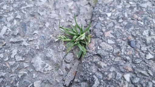 Erba spontanea, cresciuta in mezzo alla strada