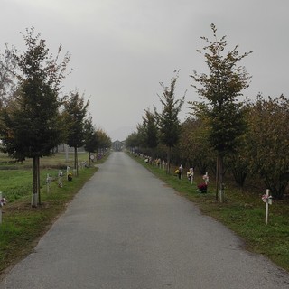 Il viale delle Rimembranze ad Envie Il viale delle Rimembranze ad Envie