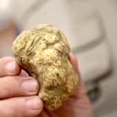 Tartufo e marroni, da Alba a Roccavione e Fossano dominano il week end della provincia di Cuneo Tartufo e marroni, da Alba a Roccavione e Fossano dominano il week end della provincia di Cuneo