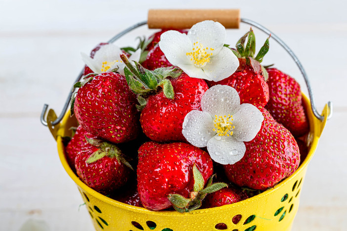 Fragole mature in frigorifero? Ecco come usarle prima che si rovinino Fragole mature in frigorifero? Ecco come usarle prima che si rovinino