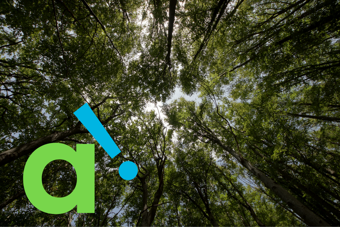 Forest bathing tra i boschi di Casotto: a Garessio un’esperienza per rallentare e respirare