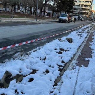 Cuneo, abbattimento delle piante in via Boggio: le opposizioni attaccano l’assessore Demichelis