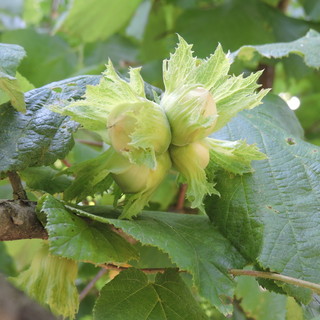 Corilicoltura, Fondazione Agrion avvia il progetto sperimentale di impollinazione artificiale del nocciolo