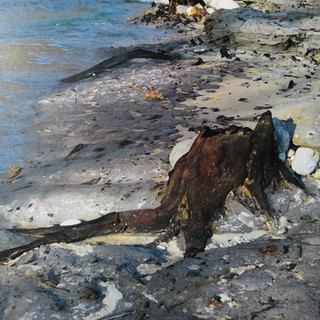 Alla scoperta di una foresta fossile e della geologia locale a Fossano