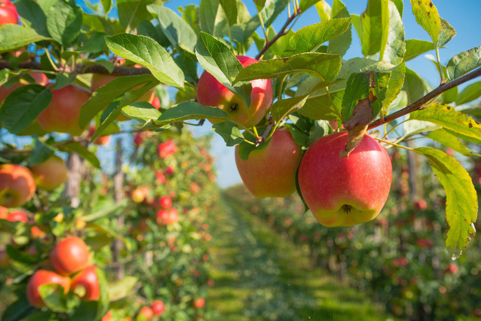 A Saluzzo il primo forum della filiera frutticola