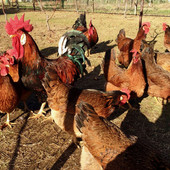 Torna la Fiera del Cappone: Morozzo celebra la suo re dalla cresta d’oro Torna la Fiera del Cappone: Morozzo celebra la suo re dalla cresta d’oro