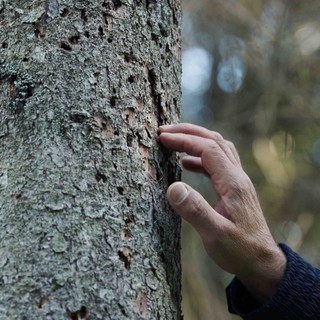 Cuneo, al Cinema Monviso il documentario “Forest” sul lavoro nei boschi Cuneo, al Cinema Monviso il documentario “Forest” sul lavoro nei boschi
