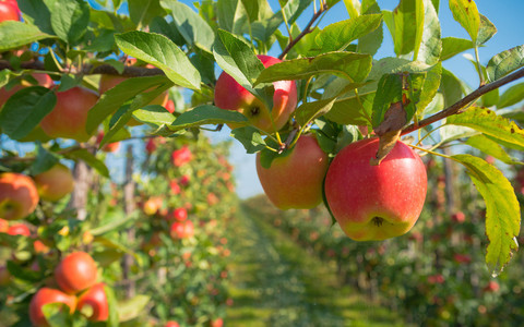 A Saluzzo il primo forum della filiera frutticola