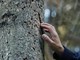 Cuneo, al Cinema Monviso il documentario “Forest” sul lavoro nei boschi
