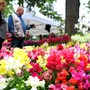 Domenica 10 maggio a Fossano è di scena Expoflora Domenica 10 maggio a Fossano è di scena Expoflora