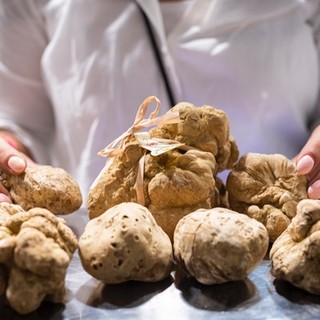 Tartufo, il Piemonte investe nella ricerca: al via il bando di tutela e sperimentazione Tartufo, il Piemonte investe nella ricerca: al via il bando di tutela e sperimentazione