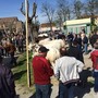 92ª Fiera del Vitello Grasso a Cherasco: tradizione agraria e festa patronale