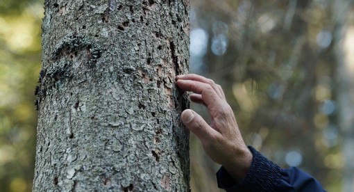 Cuneo, al Cinema Monviso il documentario “Forest” sul lavoro nei boschi