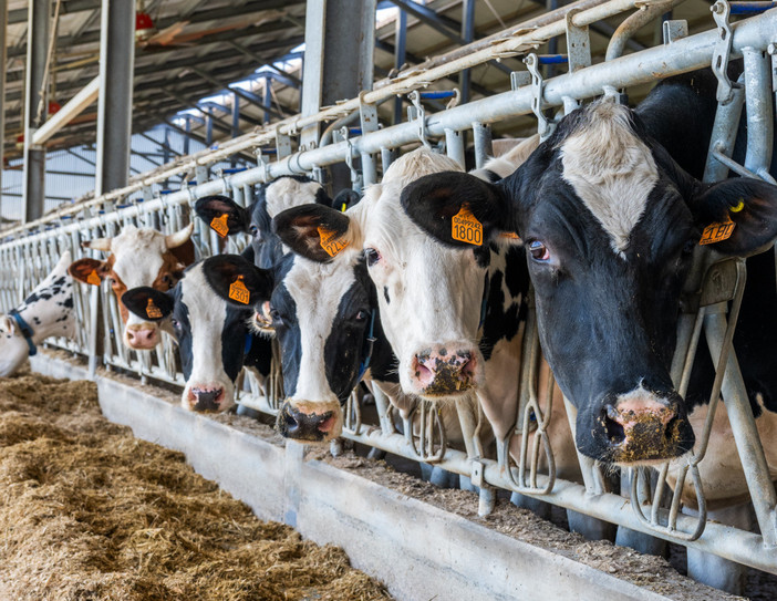 Piemonte, l'accordo sul latte salva il primo trimestre 2026 Piemonte, l'accordo sul latte salva il primo trimestre 2026