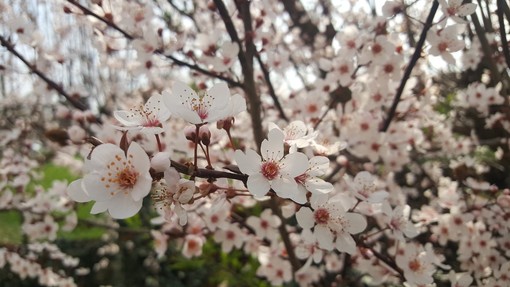 Addio inverno, benvenuta primavera! Viole, magnolie, forsizia… finalmente è tutto un fiore (Foto)