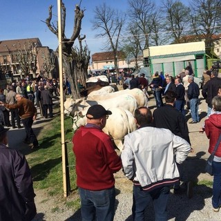 92ª Fiera del Vitello Grasso a Cherasco: tradizione agraria e festa patronale 92ª Fiera del Vitello Grasso a Cherasco: tradizione agraria e festa patronale