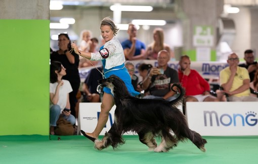 Mondovicino diventa la capitale della cinofilia: oltre 2.000 cani per il Dog Show Mondovicino diventa la capitale della cinofilia: oltre 2.000 cani per il Dog Show