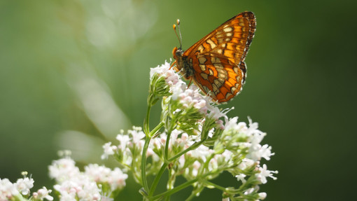 In Valle Stura due BioBlitz alla scoperta della rarissima farfalla Euphydryas maturna
