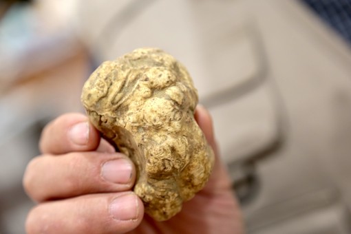 Tartufo &quot;delle Rocche&quot; protagonista a Monteu Roero con due giorni di eventi. Ospiti d’onore Valerio Staffelli e Luca Mercalli
