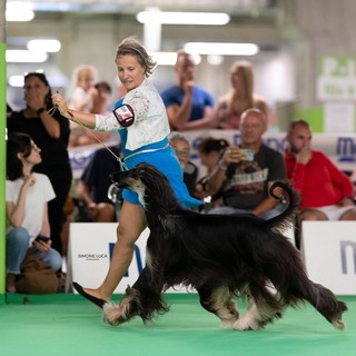 Mondovicino diventa la capitale della cinofilia: oltre 2.000 cani per il Dog Show