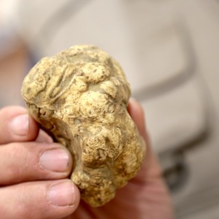 Tartufo &quot;delle Rocche&quot; protagonista a Monteu Roero con due giorni di eventi. Ospiti d’onore Valerio Staffelli e Luca Mercalli