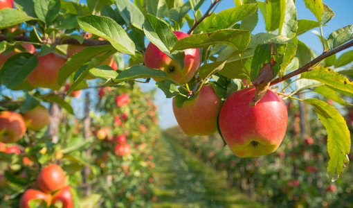 A Saluzzo il primo forum della filiera frutticola A Saluzzo il primo forum della filiera frutticola