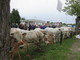 A Cherasco la Fiera del Vitello grasso celebra l'edizione numero 91
