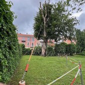 Il Comune di Cuneo risponde al presidente della Pro Dronero: "Il faggio dei giardini Fresia è da abbattere"
