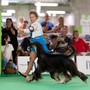 Mondovicino diventa la capitale della cinofilia: oltre 2.000 cani per il Dog Show Mondovicino diventa la capitale della cinofilia: oltre 2.000 cani per il Dog Show