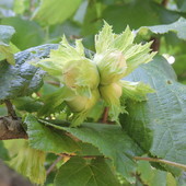 Corilicoltura, Fondazione Agrion avvia il progetto sperimentale di impollinazione artificiale del nocciolo