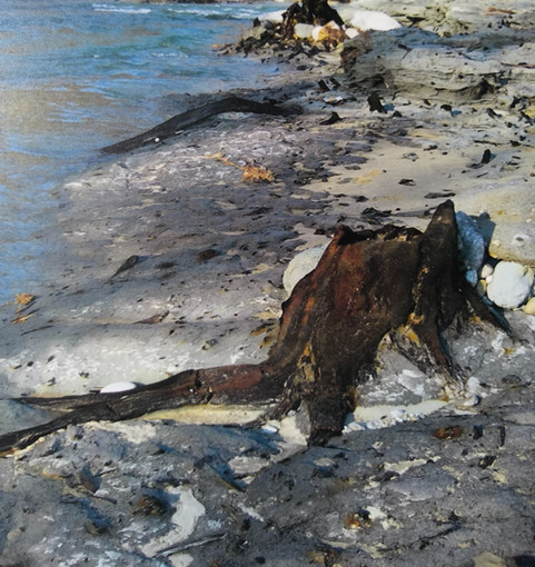 Alla scoperta di una foresta fossile e della geologia locale a Fossano Alla scoperta di una foresta fossile e della geologia locale a Fossano