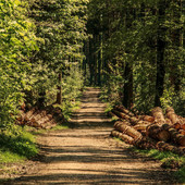 Bosco e territorio: connubio importante per l’agricoltura ma con potenzialità ancora inespresse Bosco e territorio: connubio importante per l’agricoltura ma con potenzialità ancora inespresse