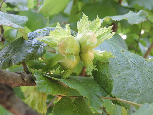 Corilicoltura, Fondazione Agrion avvia il progetto sperimentale di impollinazione artificiale del nocciolo