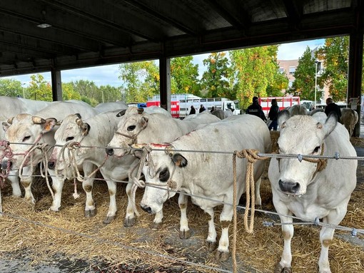 Dopo la Rassegna Bovina di Alba: "Ora valorizziamo tutta la filiera della carne" Dopo la Rassegna Bovina di Alba: "Ora valorizziamo tutta la filiera della carne"