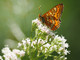 In Valle Stura due BioBlitz alla scoperta della rarissima farfalla Euphydryas maturna In Valle Stura due BioBlitz alla scoperta della rarissima farfalla Euphydryas maturna