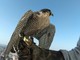 Il falco Ivar