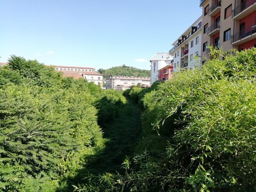 Una fitta vegetazione copre completamente i binari nella zona di corso Italia e via Pola