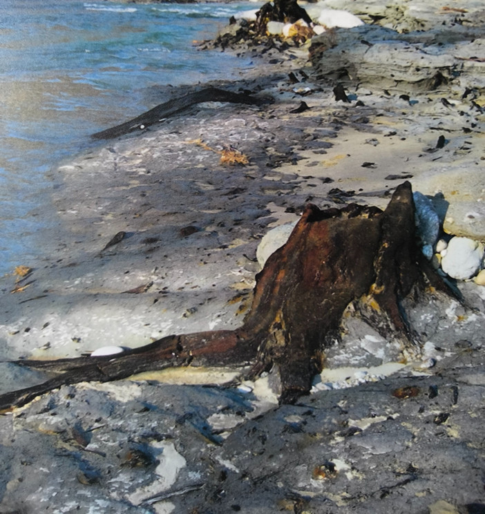Alla scoperta di una foresta fossile e della geologia locale a Fossano Alla scoperta di una foresta fossile e della geologia locale a Fossano