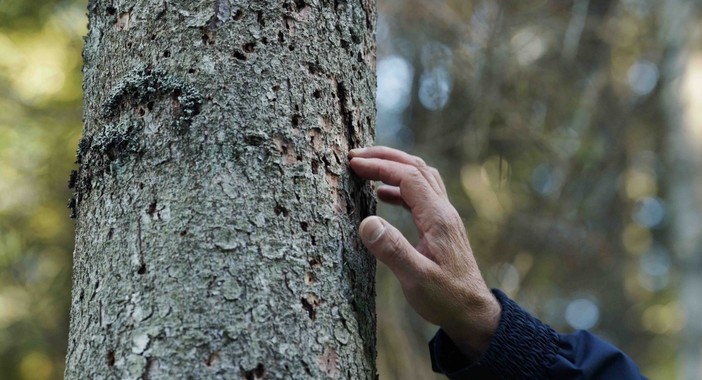 Cuneo, al Cinema Monviso il documentario “Forest” sul lavoro nei boschi Cuneo, al Cinema Monviso il documentario “Forest” sul lavoro nei boschi