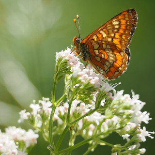 In Valle Stura due BioBlitz alla scoperta della rarissima farfalla Euphydryas maturna In Valle Stura due BioBlitz alla scoperta della rarissima farfalla Euphydryas maturna