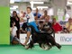 Mondovicino diventa la capitale della cinofilia: oltre 2.000 cani per il Dog Show Mondovicino diventa la capitale della cinofilia: oltre 2.000 cani per il Dog Show