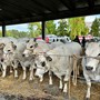 Dopo la Rassegna Bovina di Alba: "Ora valorizziamo tutta la filiera della carne"