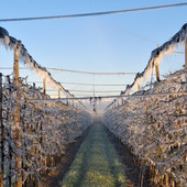 Gelo nei frutteti del Saviglianese (archivio, foto Ariaudo)